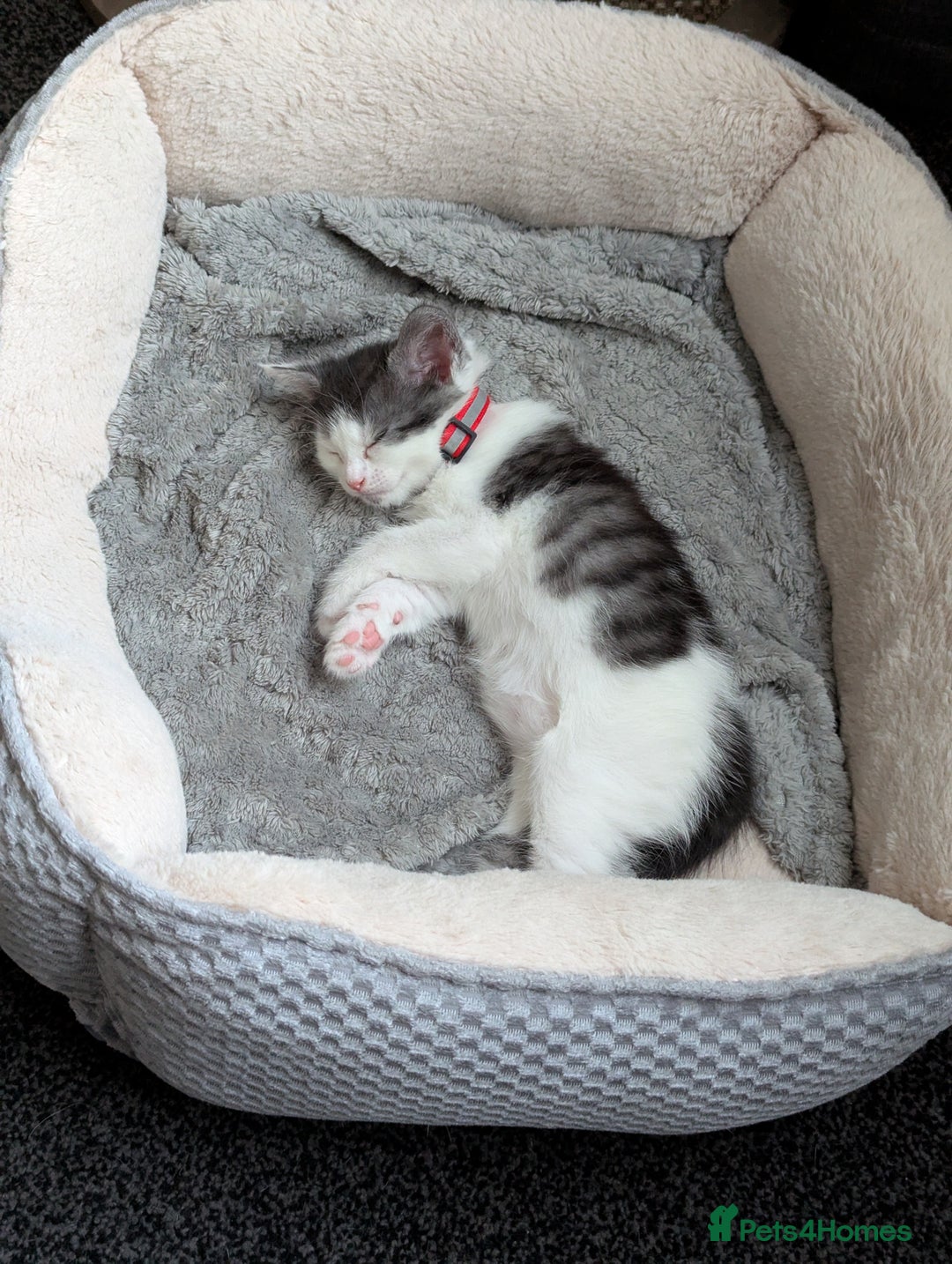 Domestic Shorthair cats for sale: Domestic Shorthair Female Kitten Available Now in Salisbury - Image 14