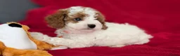 Cavapoo dogs for sale: All puppies reserved. - Advert 20