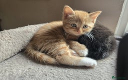 Mixed Breed cats for sale: READY TO GO 4 gorgeous kittens  - Image 13
