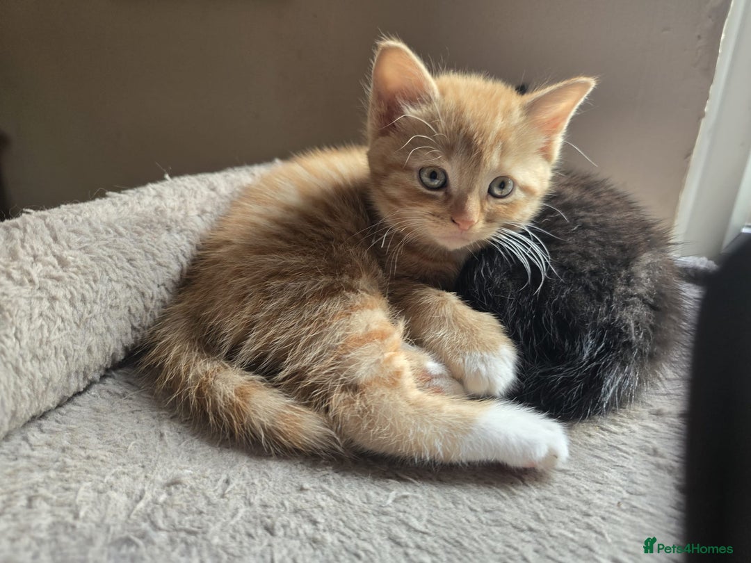 Mixed Breed cats for sale: READY TO GO 4 gorgeous kittens  - Image 13