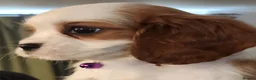 Cavalier King Charles Spaniel dogs for sale: Beautiful Blenheim Cavalier King Charles Spaniels! - Advert 1
