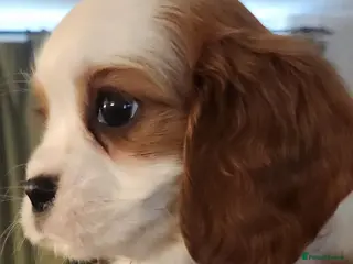 Cavalier King Charles Spaniel dogs Beautiful Blenheim Cavalier King Charles Spaniels! - Advert 6
