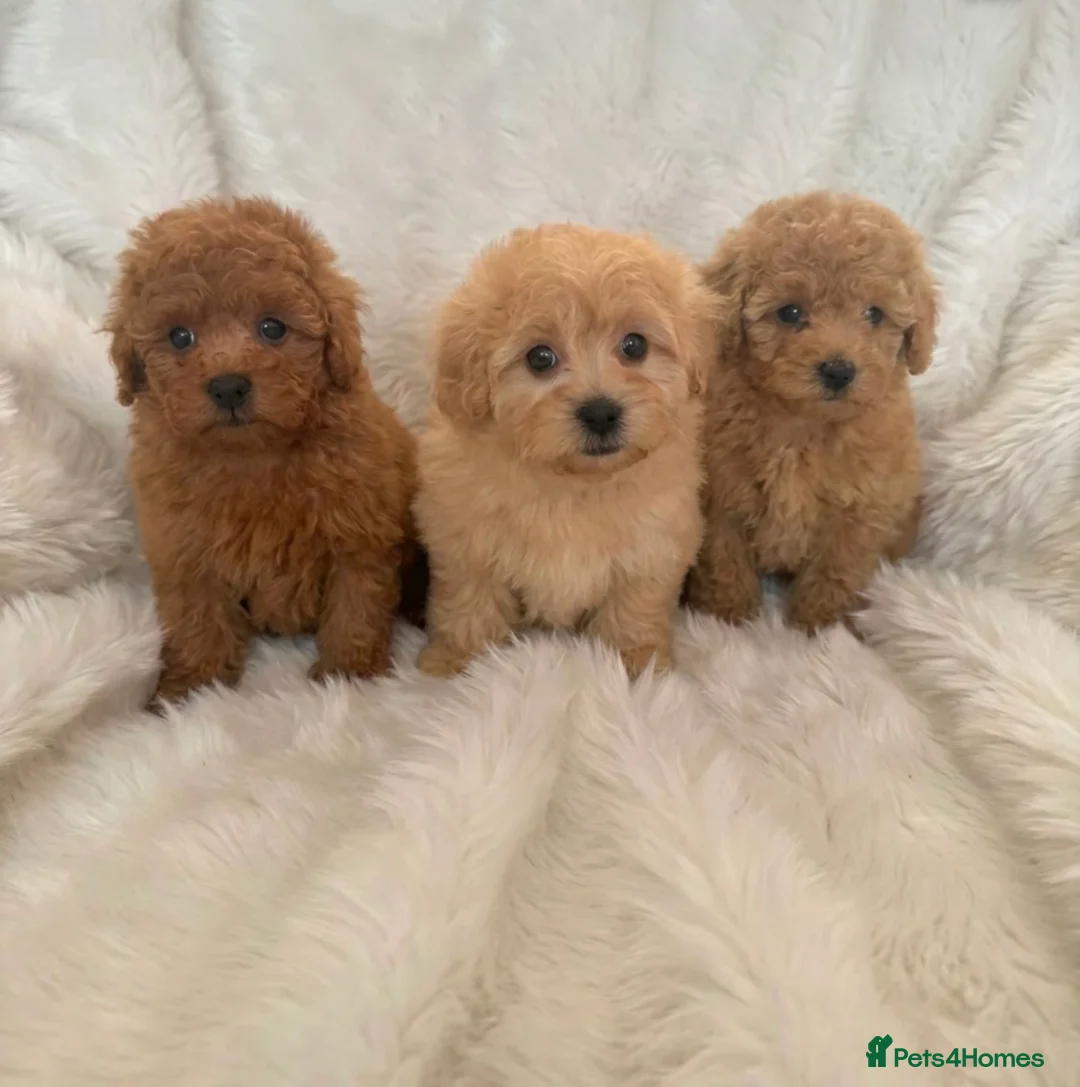 Maltipoo dogs for sale: Extensively Health Tested Maltipoo Puppies in Orpington - Advert 1