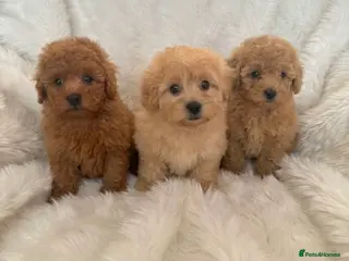 Maltipoo dogs Extensively Health Tested Maltipoo Puppies - Advert 5