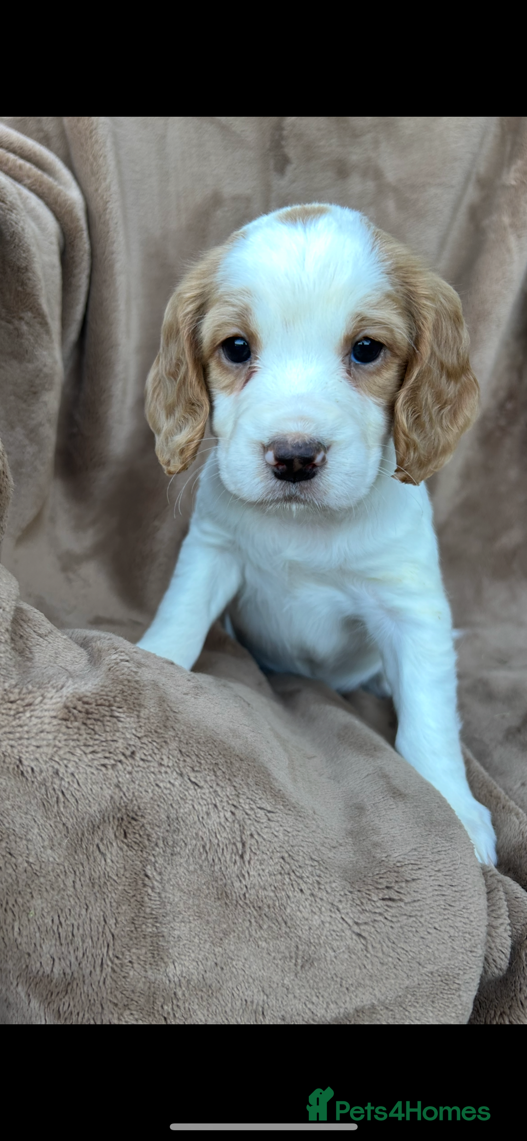 Cocker Spaniel dogs for sale: Gorgeous kc registered cocker spaniel puppies - Image 21