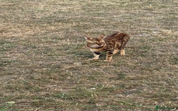 Bengal cats for sale: She very beautiful  - Image 15