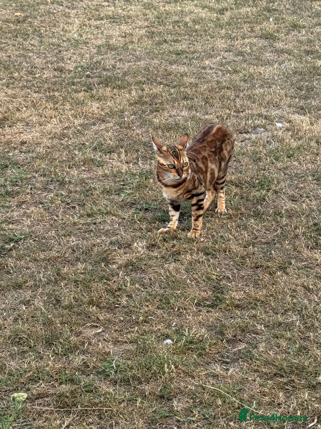 Bengal cats for sale: She very beautiful  - Image 15