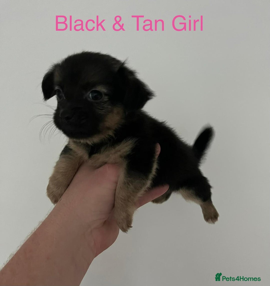 Jack Russell dogs for sale: 🌈 Jack Russells 🌈 - Image 6