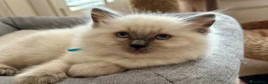 Ragdoll 1