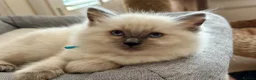 Ragdoll cats for sale: Blue Point Ragdoll Kittens  - Advert 8
