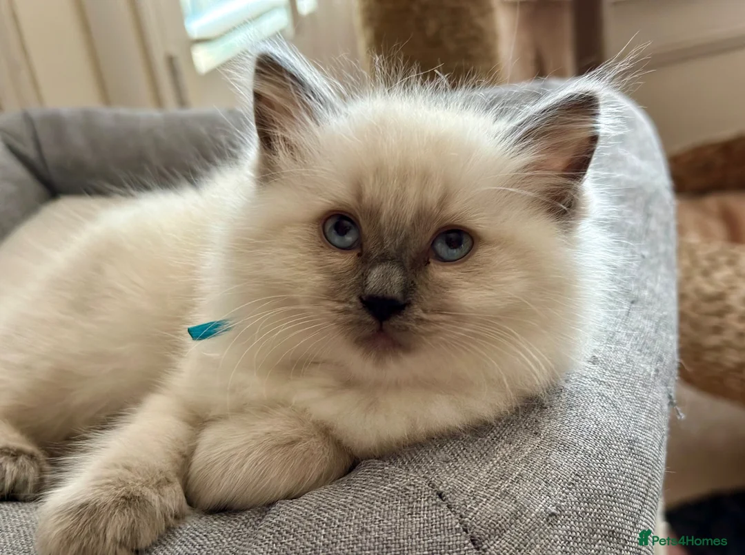 Ragdoll cats for sale: Blue Point Ragdoll Kittens  - Advert 8