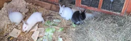 Mixed Breed rabbits for sale: Beautiful! in London - Advert 13