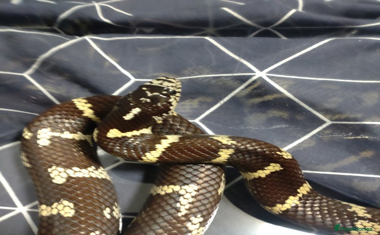 King Snake reptiles - Advert 2