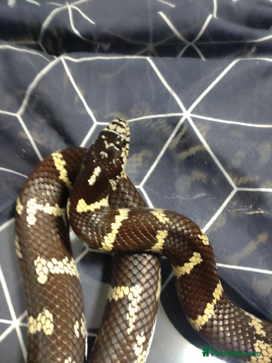 King Snake reptiles for sale: Female California king snake - Image 1