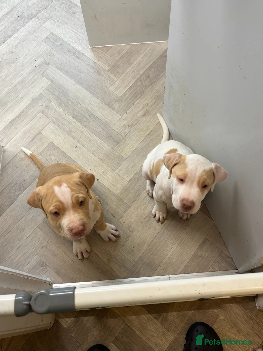 Mixed Breed dogs for sale: American bulldog x staff pups  **   in Manchester - Advert 4