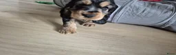 Cocker Spaniel dogs for sale: ​Gorgeous Cocker Spaniel Puppies Sna health tested - Advert 32