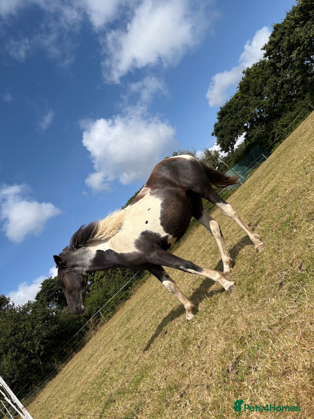 Dartmoor horses for sale: Rising 2 year old mare for sale  - Advert 9