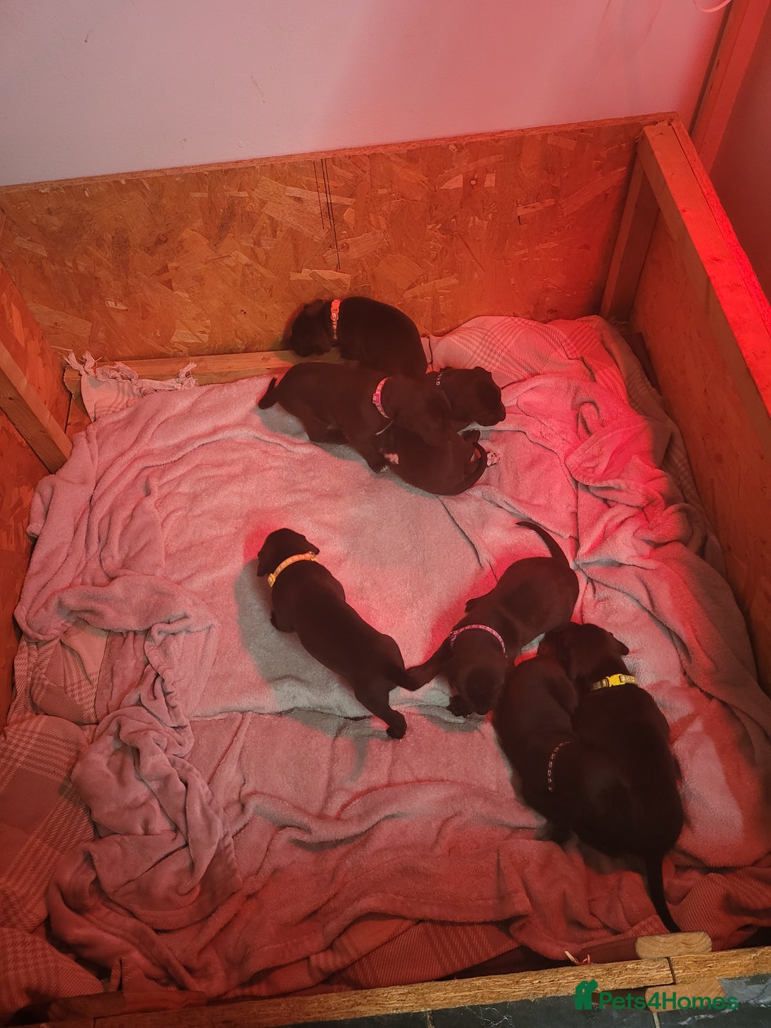 Great Dane dogs for sale: Magnificent litter of black great dane puppies - Advert 14