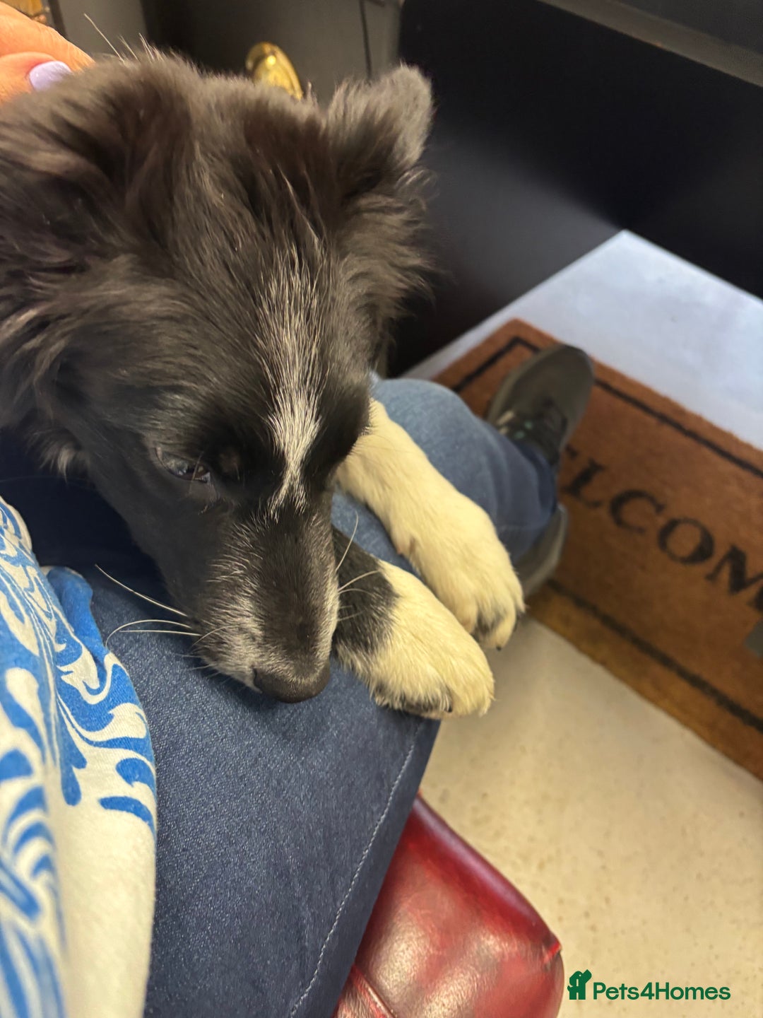 Border Collie dogs for sale: Maeve Border collie puppy  - Image 8