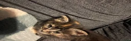 Mixed Breed cats for sale: Absolutely gorgeous Maine coon x kitten. - Advert 4