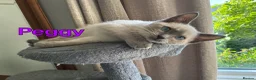 Ragamese cats for sale: Two Beautiful Ragamese Girls Ready To Leave Now - Advert 1
