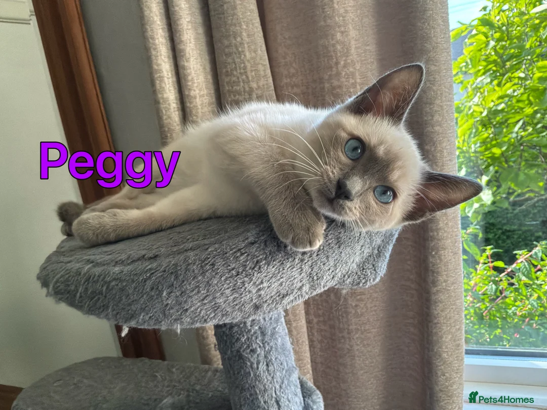 Ragamese cats for sale: Two Beautiful Ragamese Girls Ready To Leave Now - Advert 1
