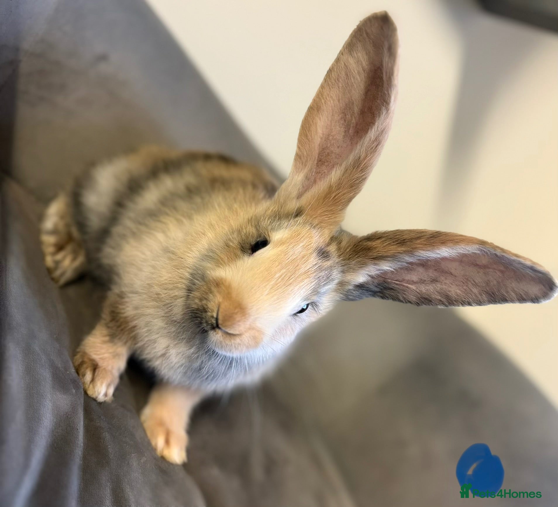 Continental Giant rabbits Pure Bred Continental Giants  - Advert 2