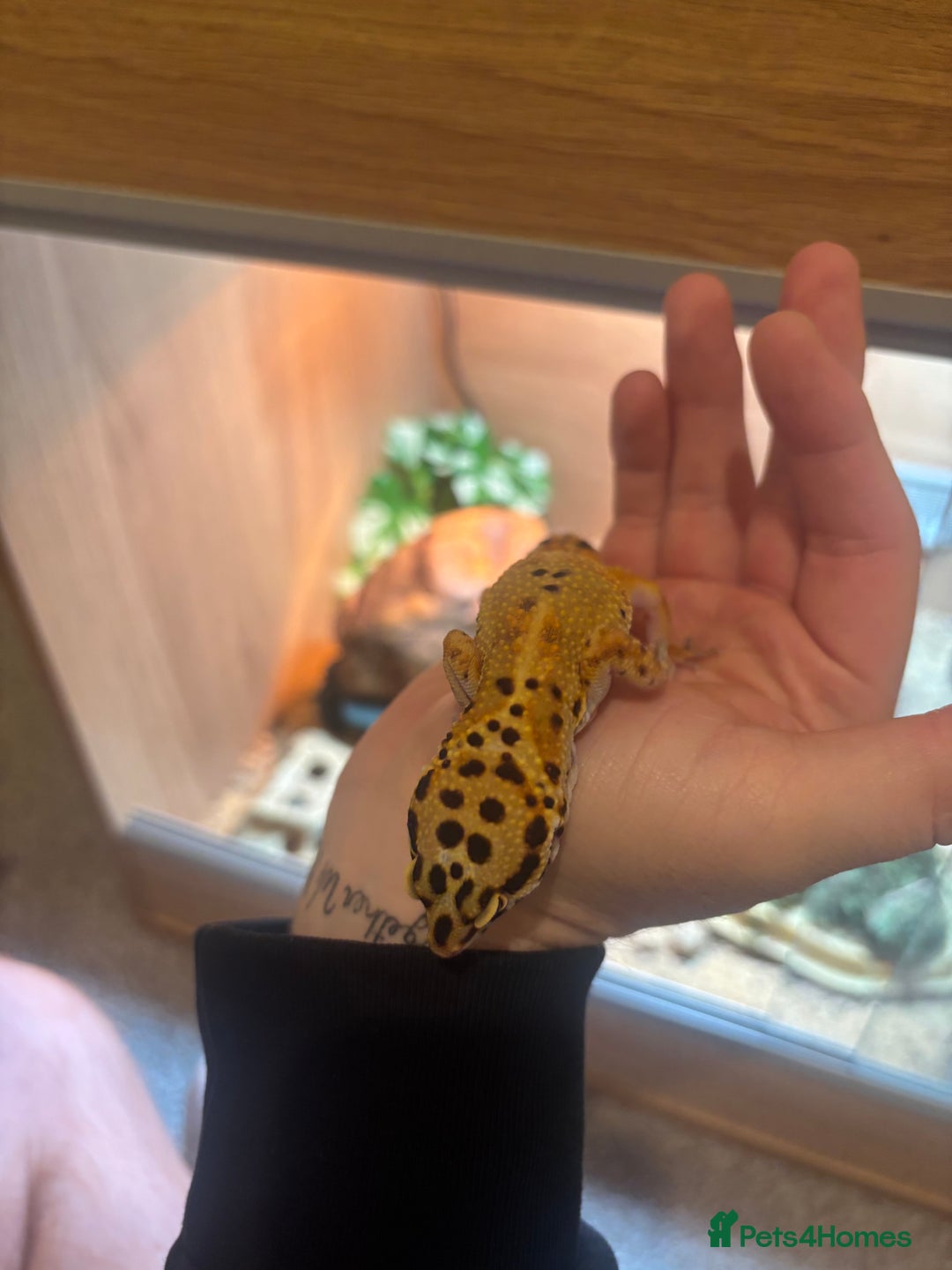 Leopard Gecko reptiles for sale: Tango Leopard Gecko - Advert 6