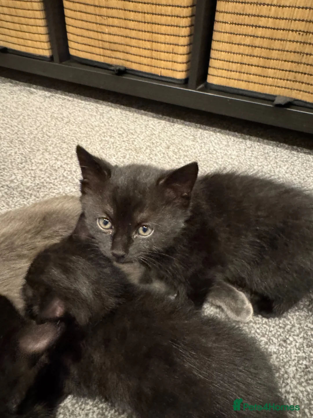 Mixed Breed cats for sale: British shorthair cross boy kitten  in Loughton - Advert 2