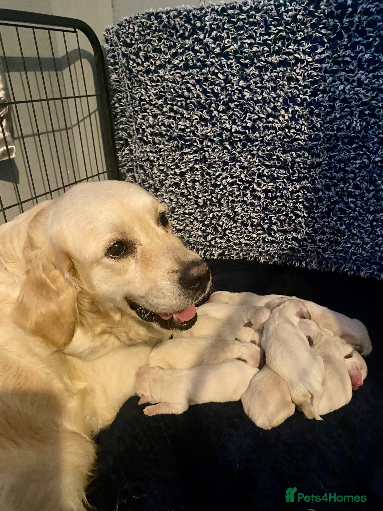 Golden Retriever dogs Gorgeous Golden Retriever Puppies Raised With Love - Advert 1