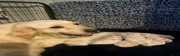 Golden Retriever dogs for sale: Gorgeous Golden Retriever Puppies Raised With Love - Advert 1