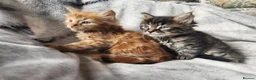 Siberian cats for sale: Hypoallergenic, TICA, Traditional Siberian kittens - Advert 12