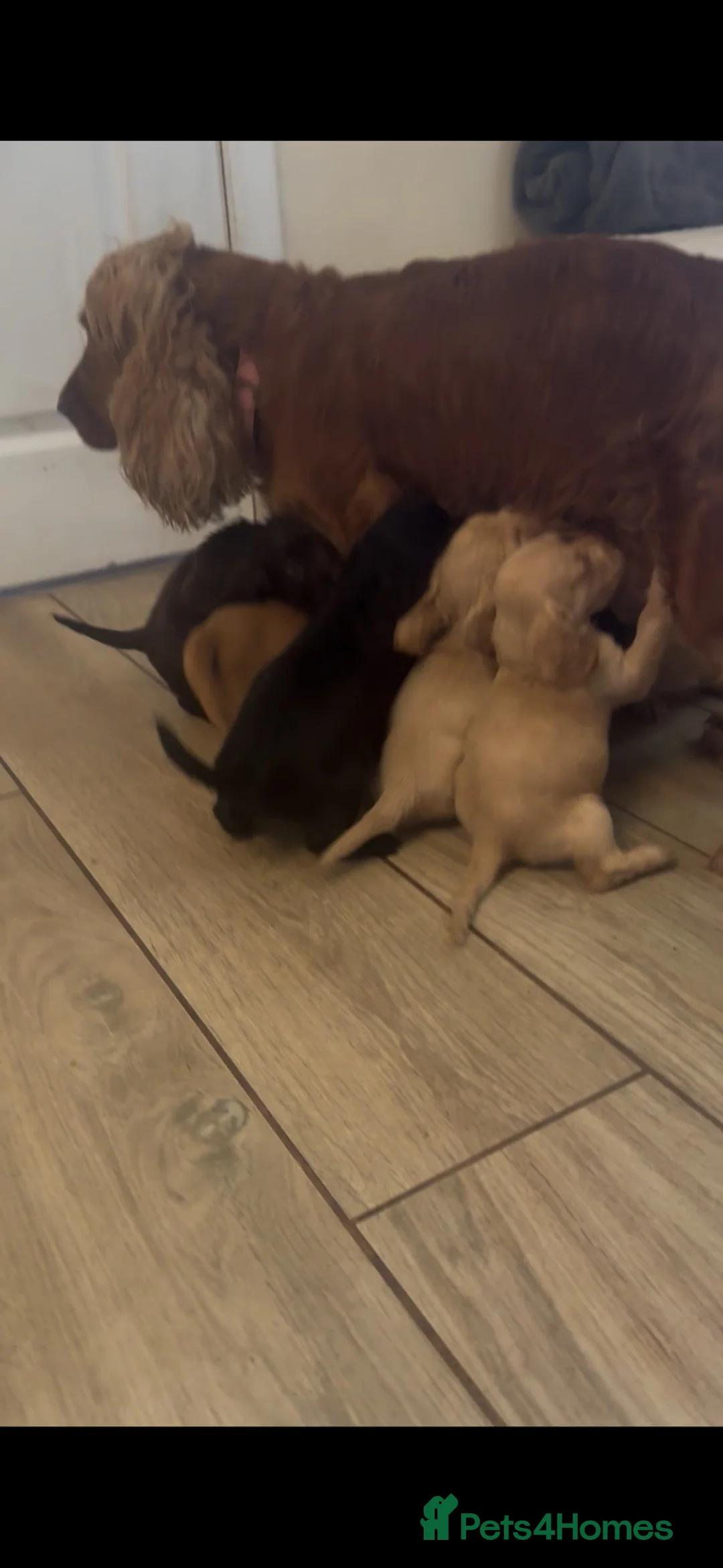 Cocker Spaniel dogs for sale: beautiful litter of chunky show cockerspaniel pups - Advert 2