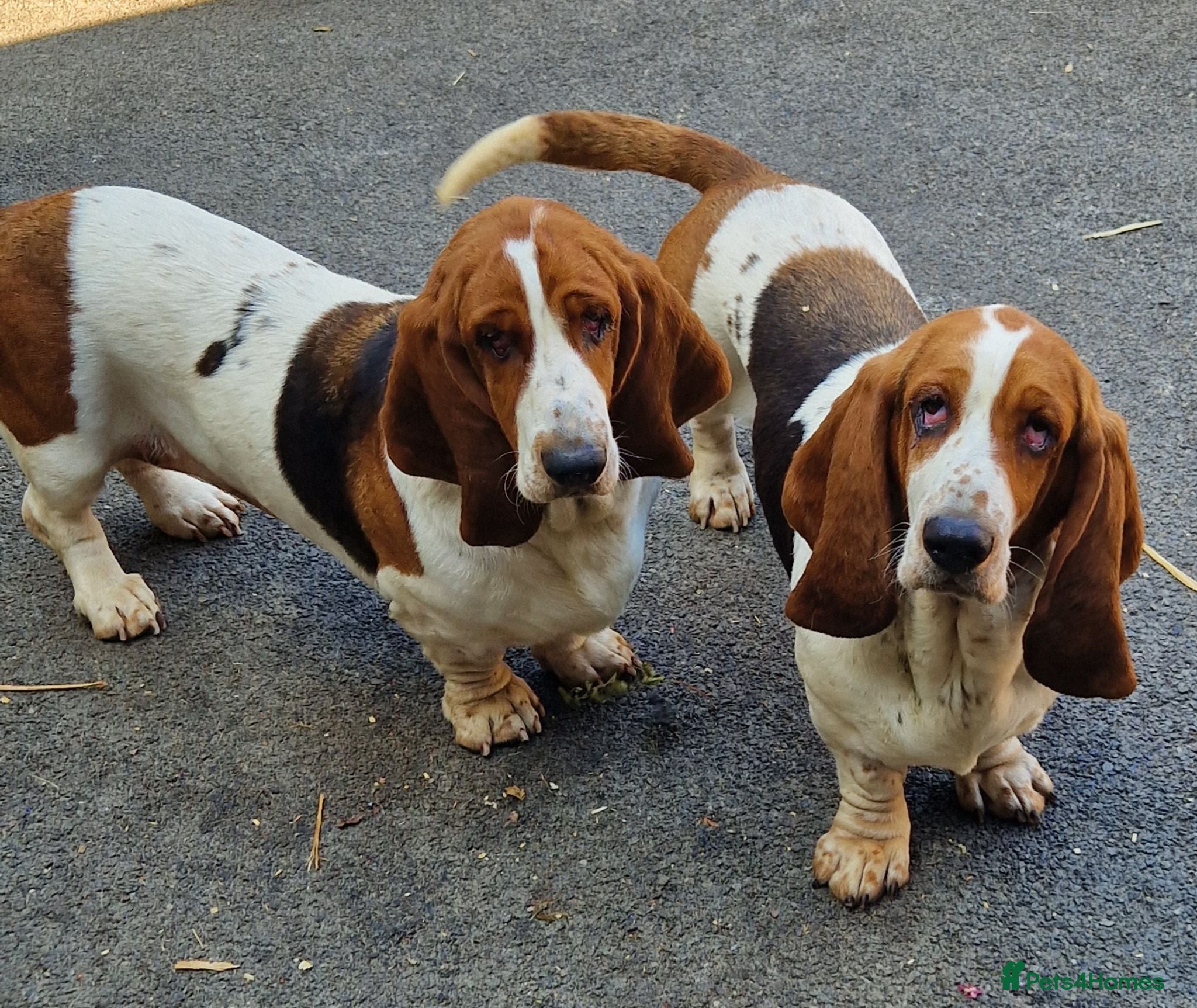 Basset Hound dogs Beautiful Sisters - Advert 2