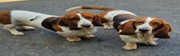 Basset Hound dogs for sale: Beautiful Sisters - Advert 1