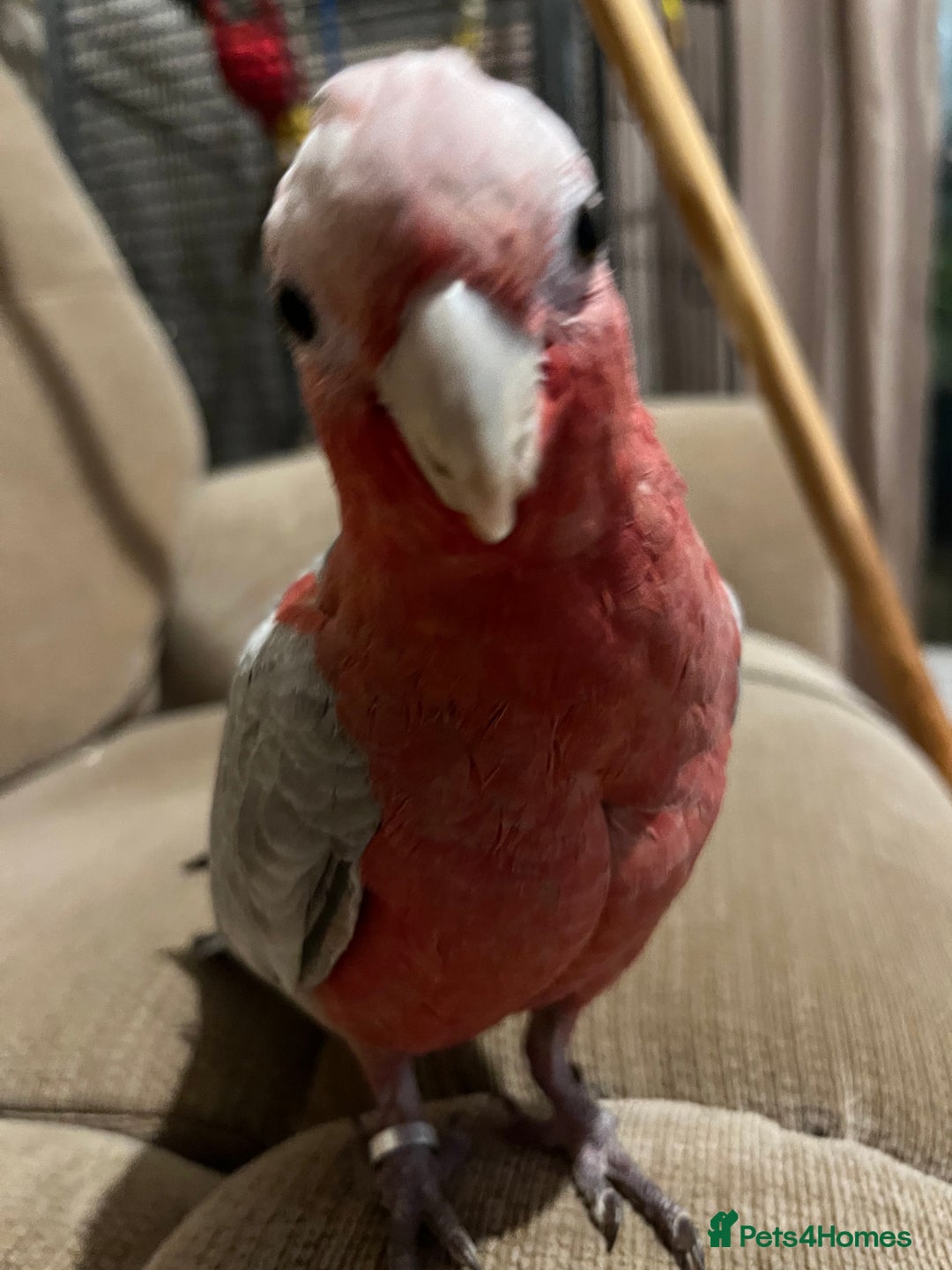 Parakeets birds for sale: Galah cockatoo  - Advert 10