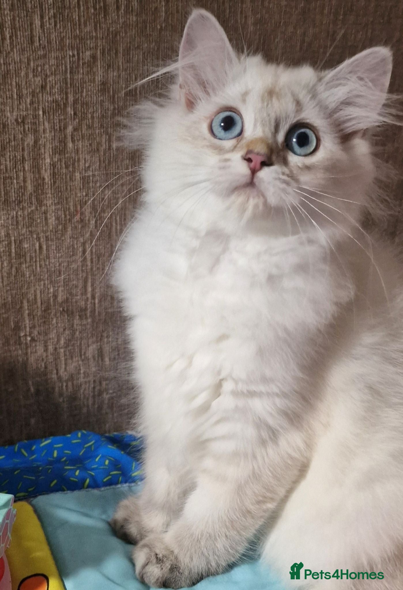 British Shorthair cats 💖READY TO GO!💖GOLDEN &SILVER POINT BSH KITTENS💖 - Advert 1