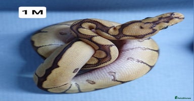 Python Snake reptiles - Advert 10