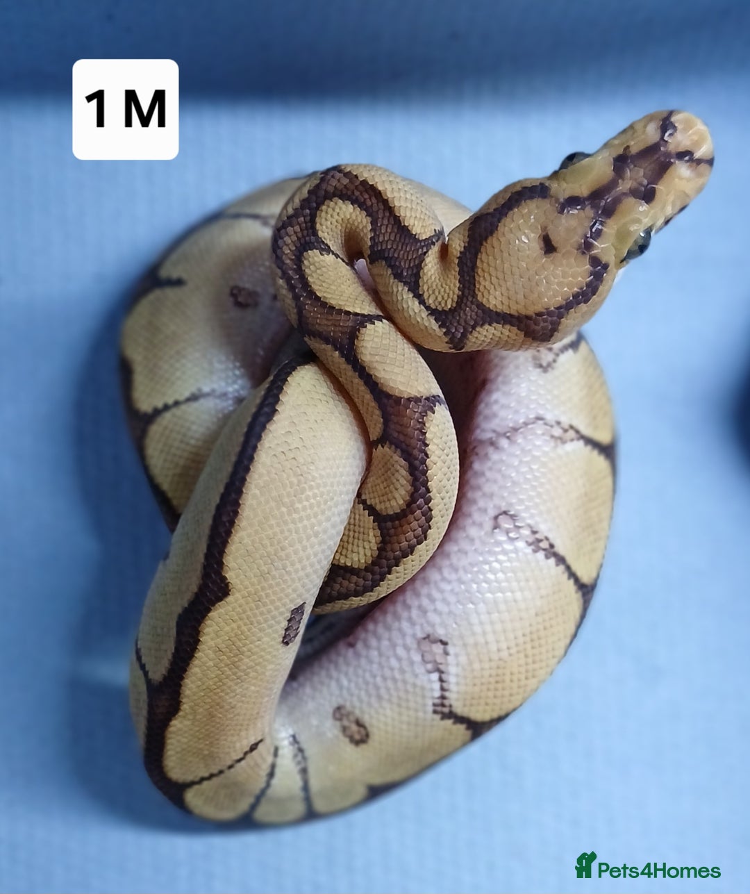 Python Snake reptiles for sale: Royal Python Morph Hatchlings  - Image 2