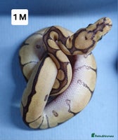 Python Snake reptiles - Advert 7