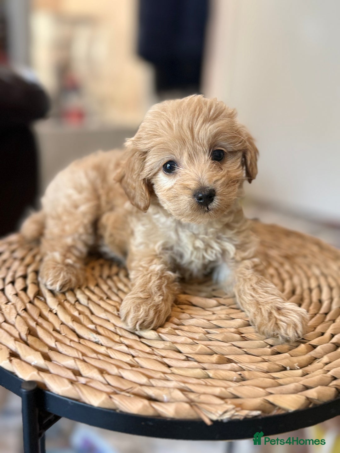 Mixed Breed dogs for sale: Toy Maltipoo X Miniature Labradoodle Puppies - Image 23