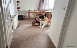Akita dogs for stud: American Akita purebred for stud - Image 4