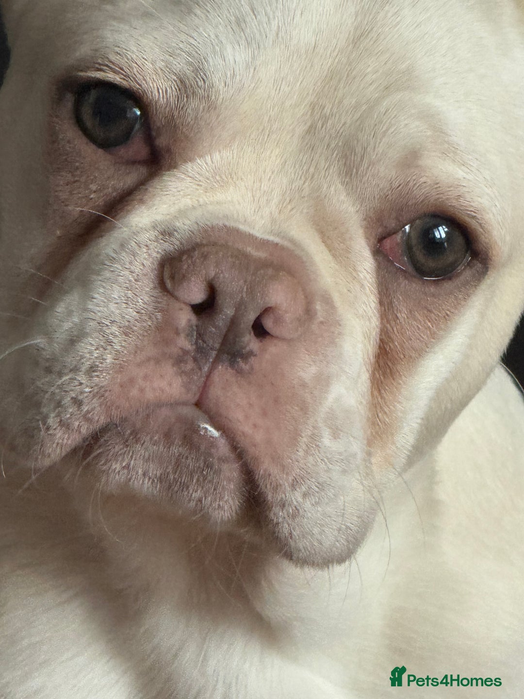 French Bulldog dogs for sale: Platinum Male Frenchie  - Advert 5