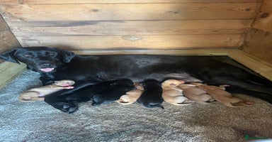 Labrador Retriever dogs - Advert 2