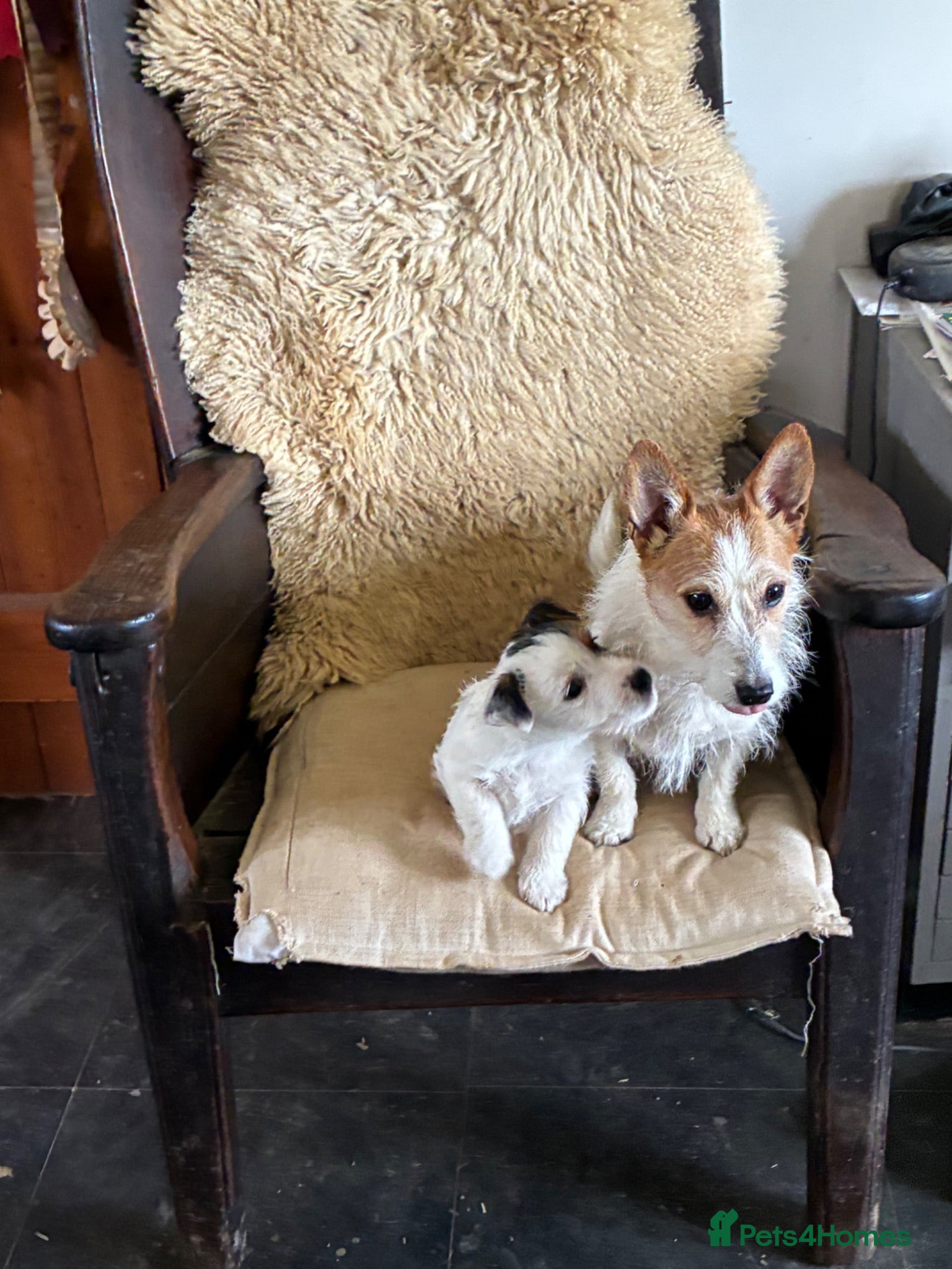 Jack Russell dogs  Tri coloured Jack Russel Pups! - Advert 2