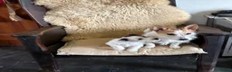 Jack Russell dogs for sale:  Tri coloured Jack Russel Pups ready to go!  - Advert 2