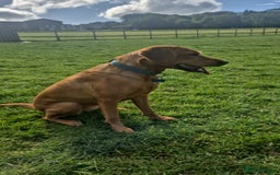 Labrador Retriever dogs for sale: Labrador puppies ready for last week December  - Image 2