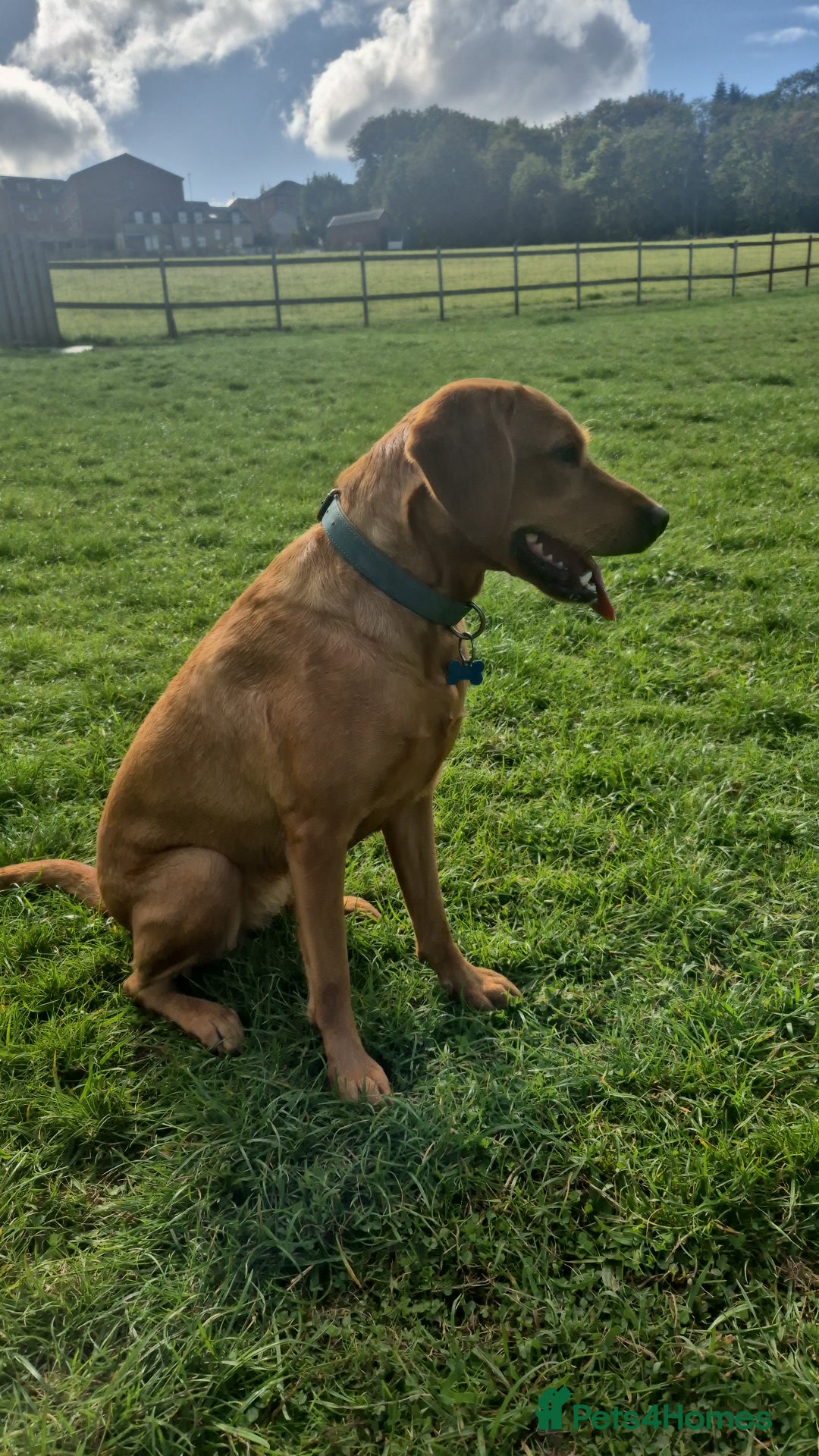 Labrador Retriever dogs for sale: Labrador puppies ready for last week December  - Image 2