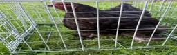 Chickens poultry for sale: Pair of brahmas - Advert 4