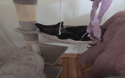 Domestic Shorthair cats for sale: Female Tortoise Shell Cat - Image 2